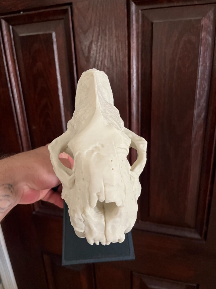 3D printed mini sabertooth tiger skull replica bone color filament w/ stand
