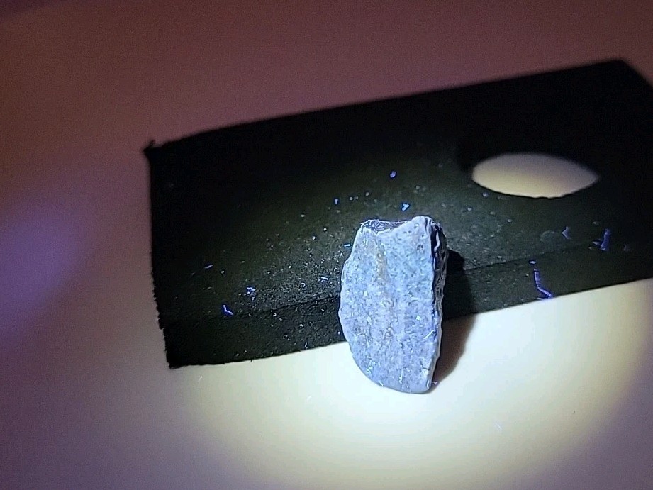 Fossil Dinosaur Tooth Permineralized Unknown Species