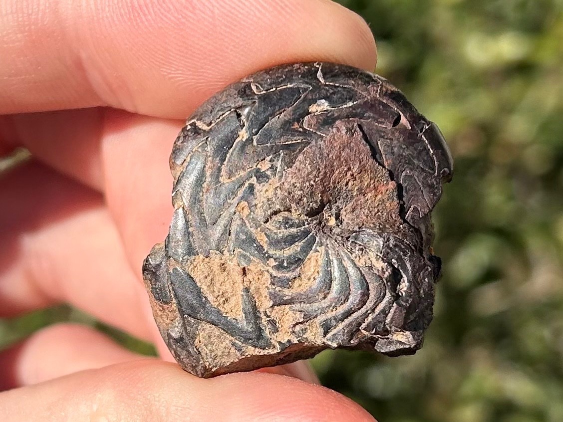 Discoclymenia cucullata Fossil Goniatite Morocco Ammonite Devonian Age