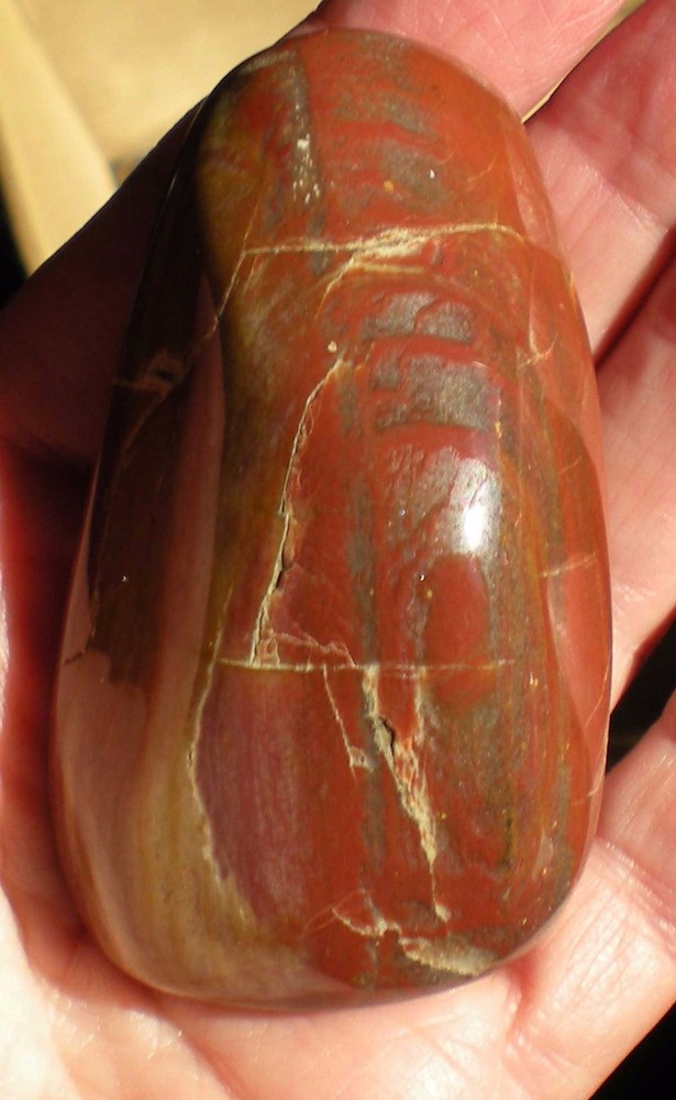 Petrified Wood Palmstone - Madagascar sc892b