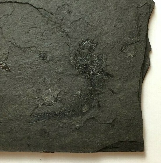 FOSSIL FISH CLUPEA