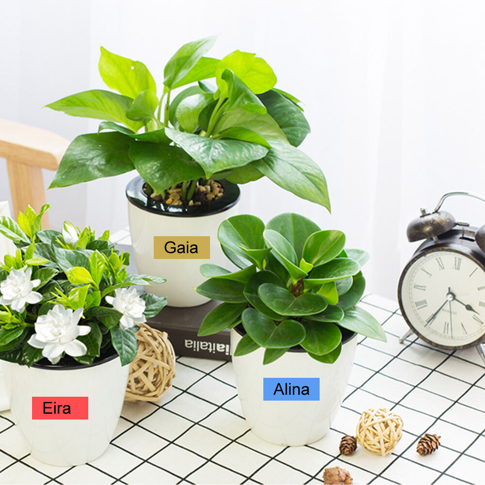 Compatible with Brother TZ TZe TZ231 Label Labelling Tape P-Touch 6-36mm