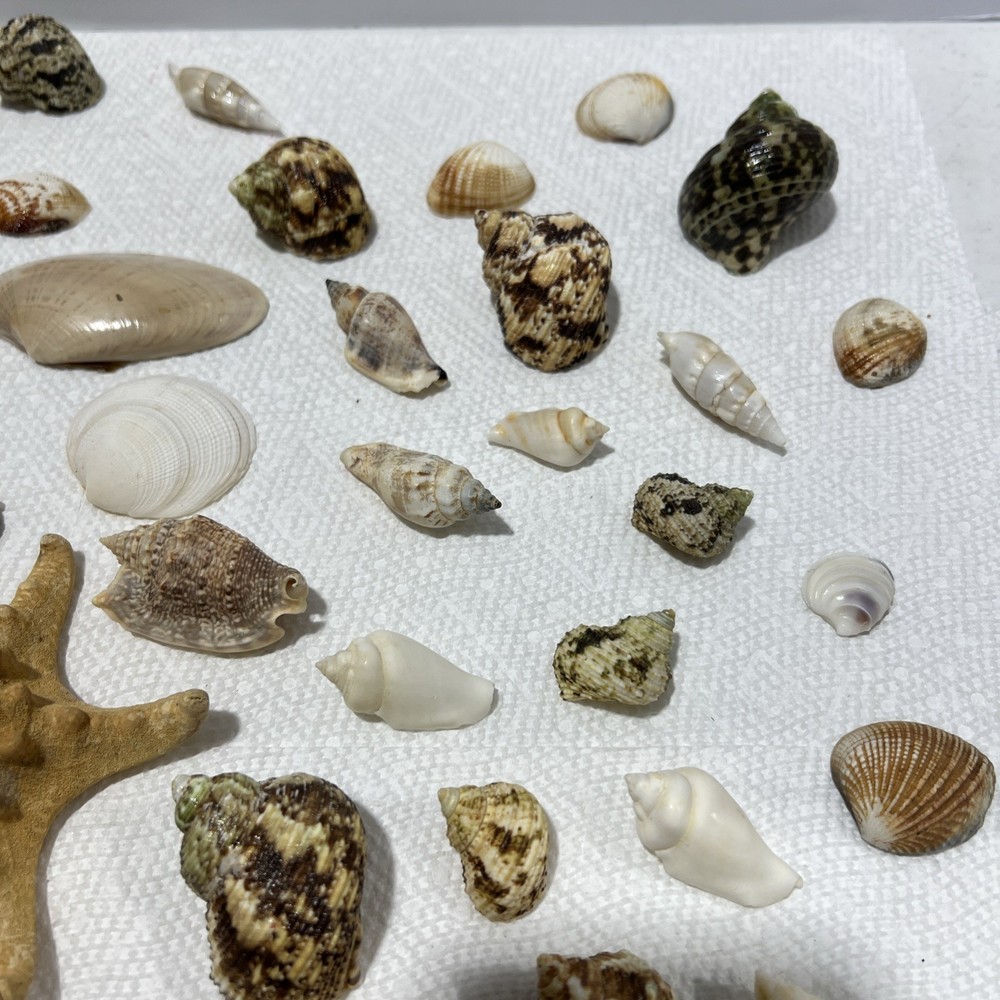 Sea Shells Assorted B1 80 Pieces