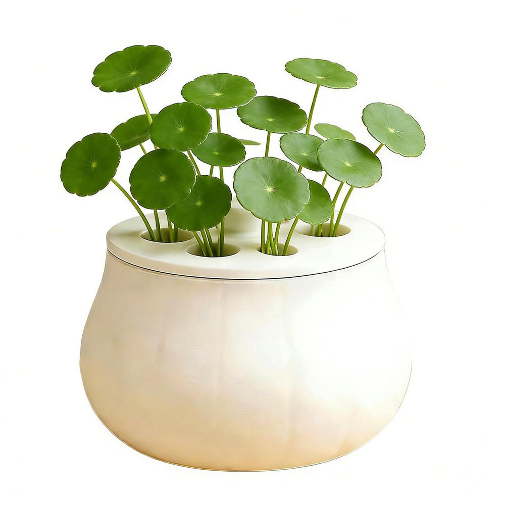 Propagation Jars with Fixed Lid Non Slip Container Sprout Maker