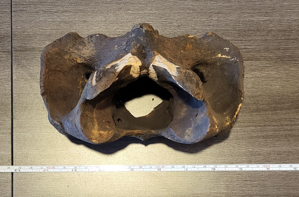 Prehistoric Bison Atlas Vertebra
