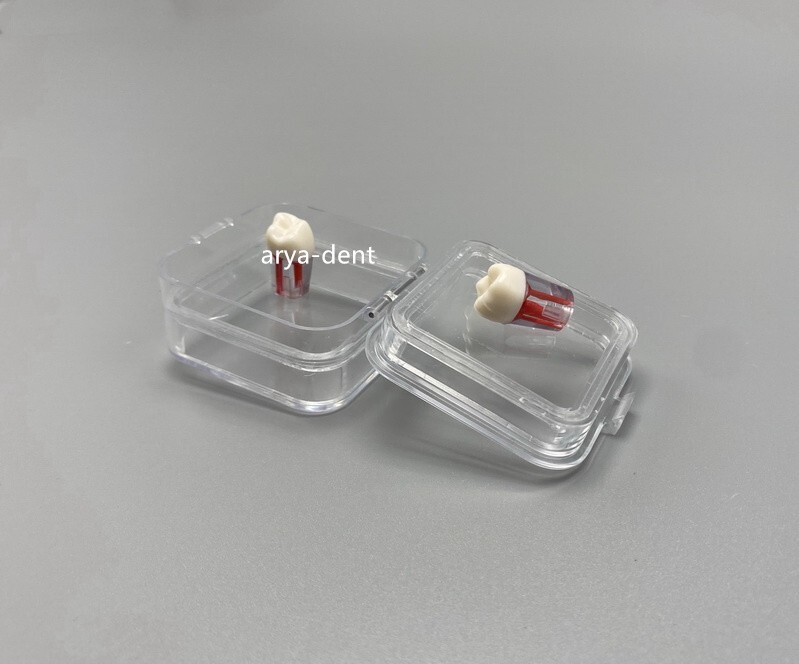 Denture Tooth Hinged Display Box Dental Storage Boxes Membrane Veneer Crown Case