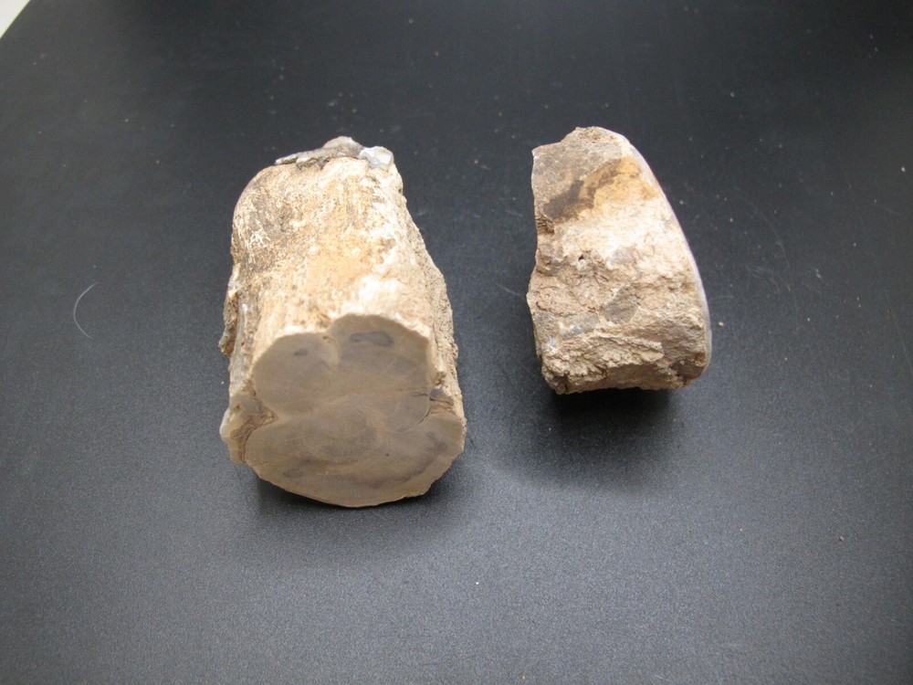 2 - Rough * Blue Forest Petrified Wood * 7.2 oz. * *