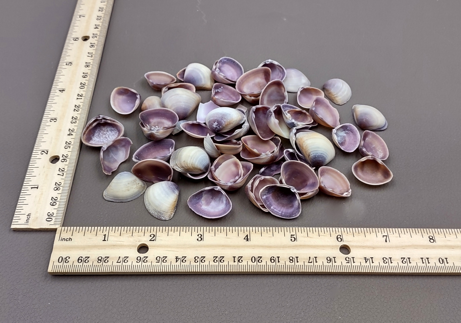 Purple Cay Cay Clam Seashells (approx. half cup 45+ shells 0.75+ inches)