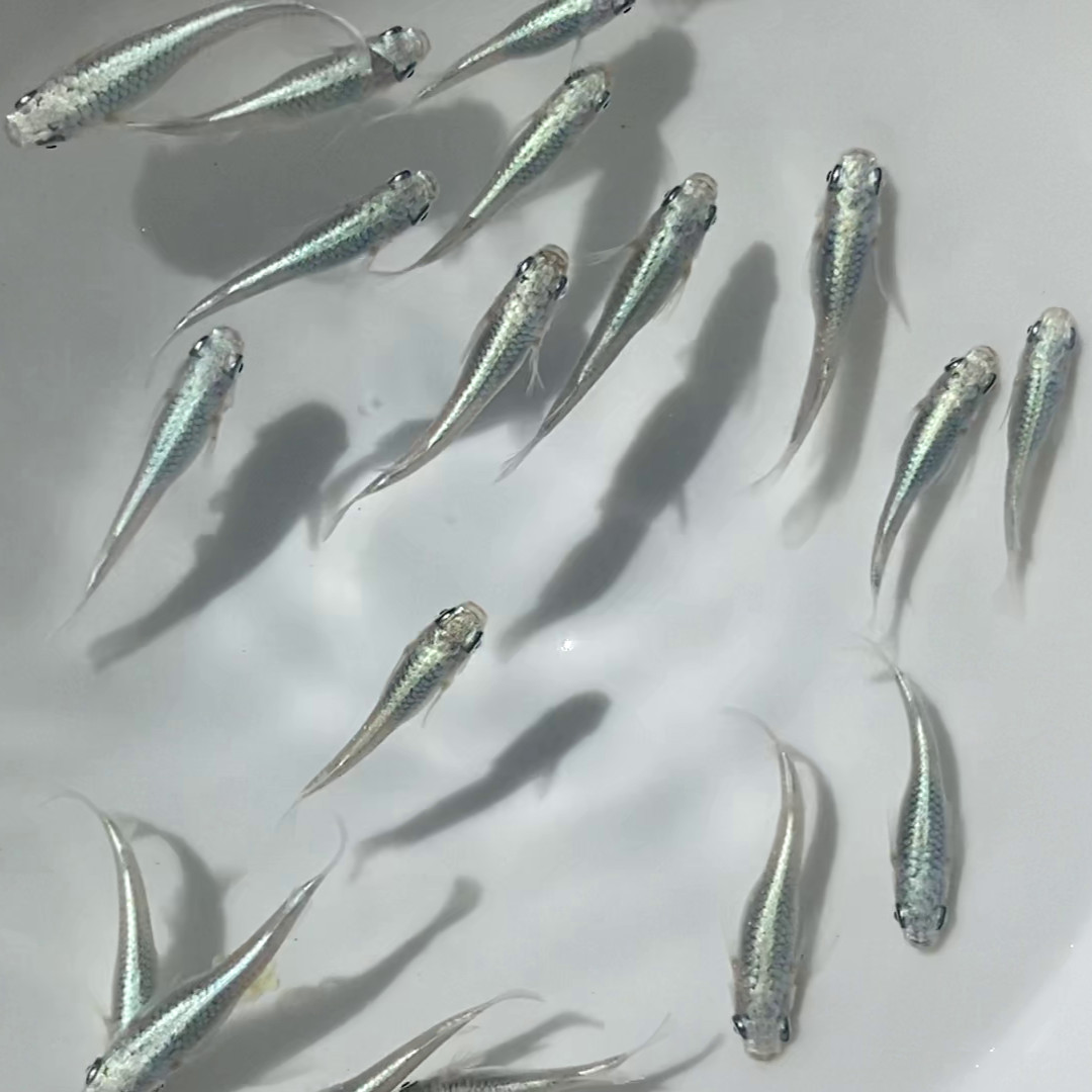 Special For Eggshapedcat, 8 Platinum Blue Miyuki