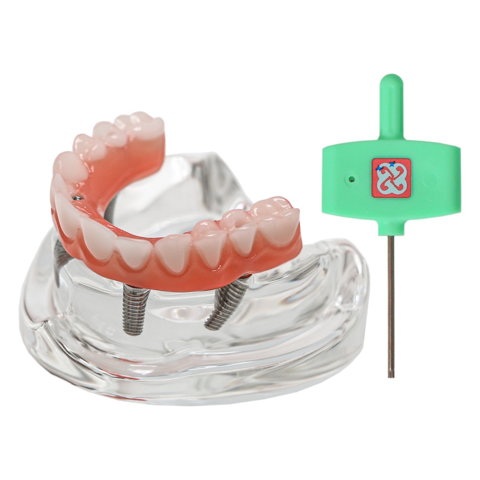 Implant Overdenture Al-on-4 treatment concept Demo Teeth Model Upper/4Srew Clear