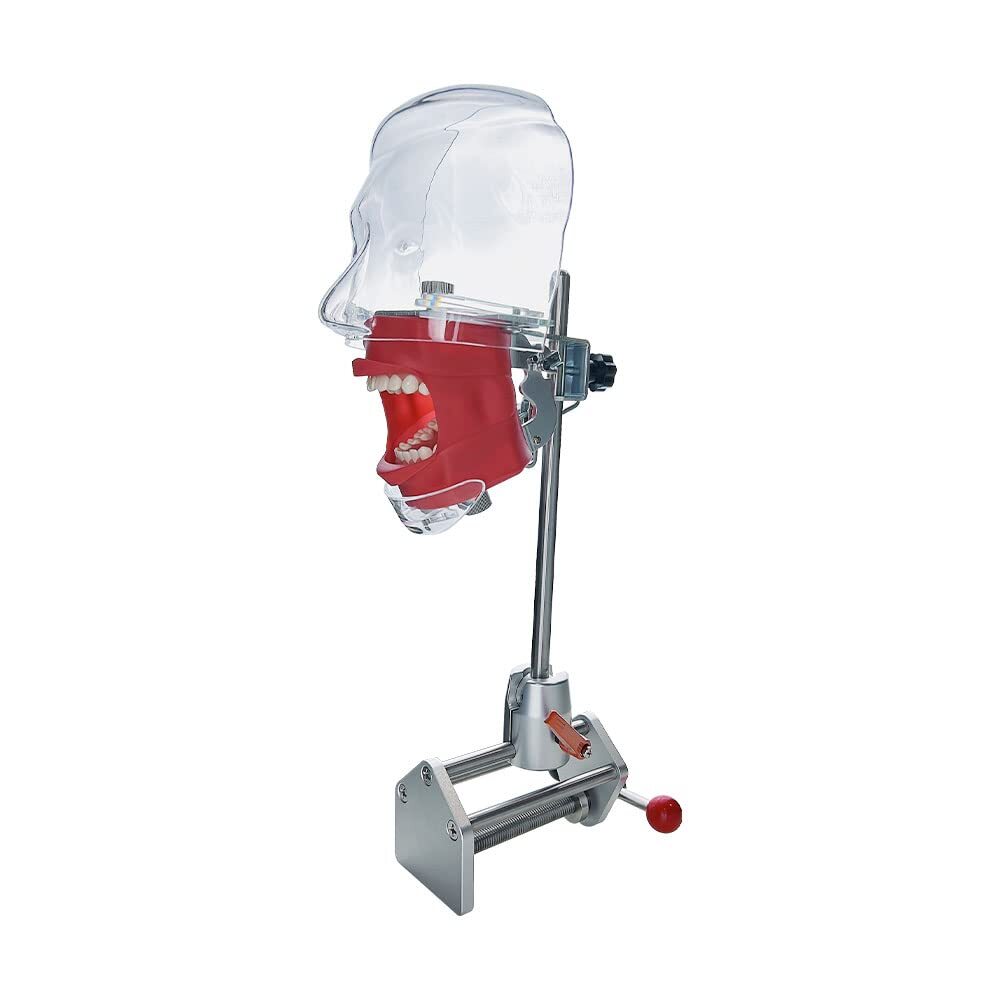 Dental Teeth manikins models Phantom Head for teaching Practice Dental model