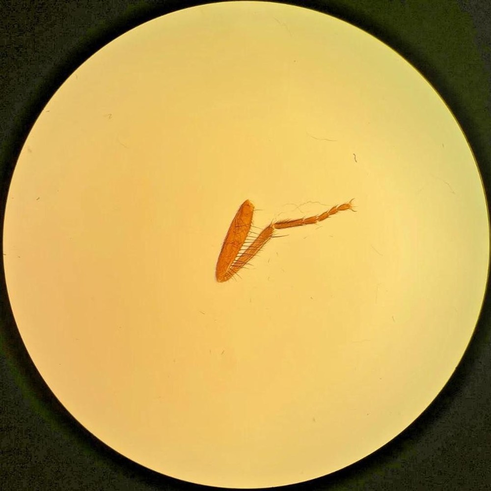 Olympus SPlan FL 2 0.08 160/- 2x Fluorite Microscope Objective (1-LB512)