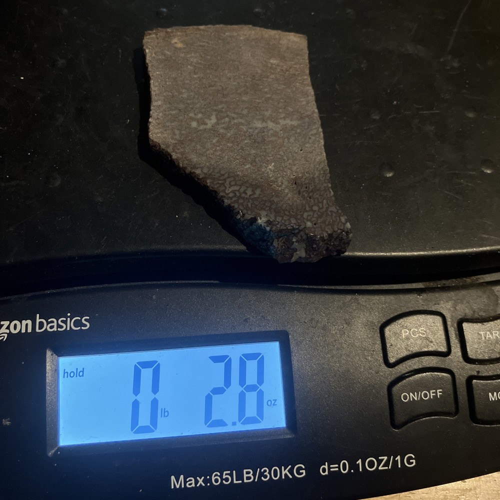 Dinosaur Bone