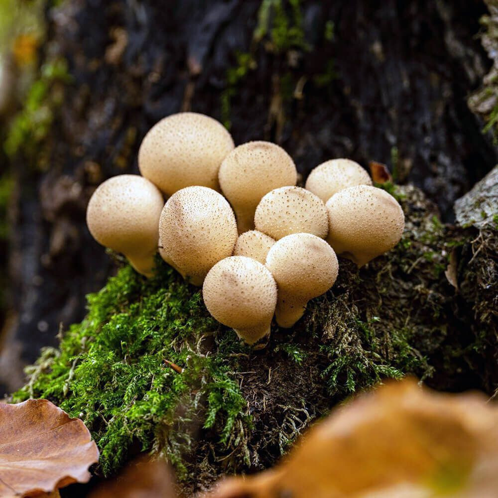 Pear-Shaped Puffball (Apioperdon pyriforme) Liquid Culture