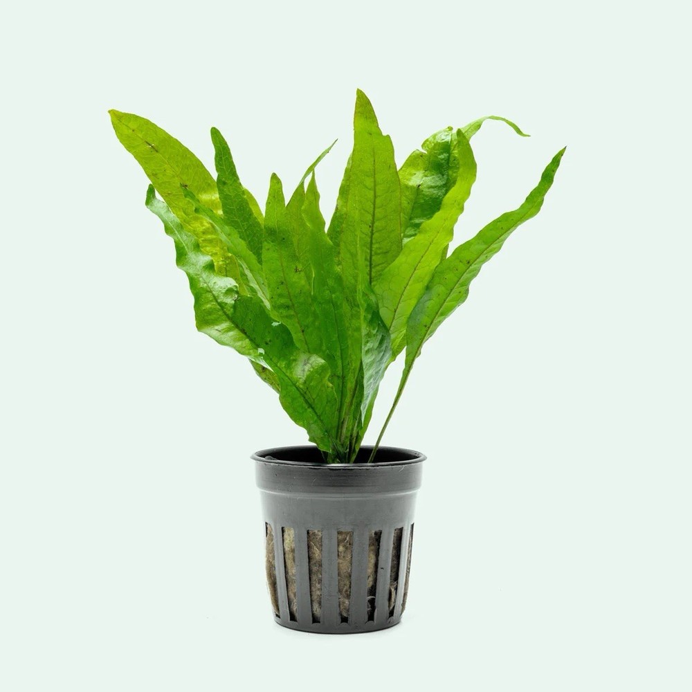 Buy 2 Get 1 Free - Java Fern Microsorum pteropus “Narrow Leaf”