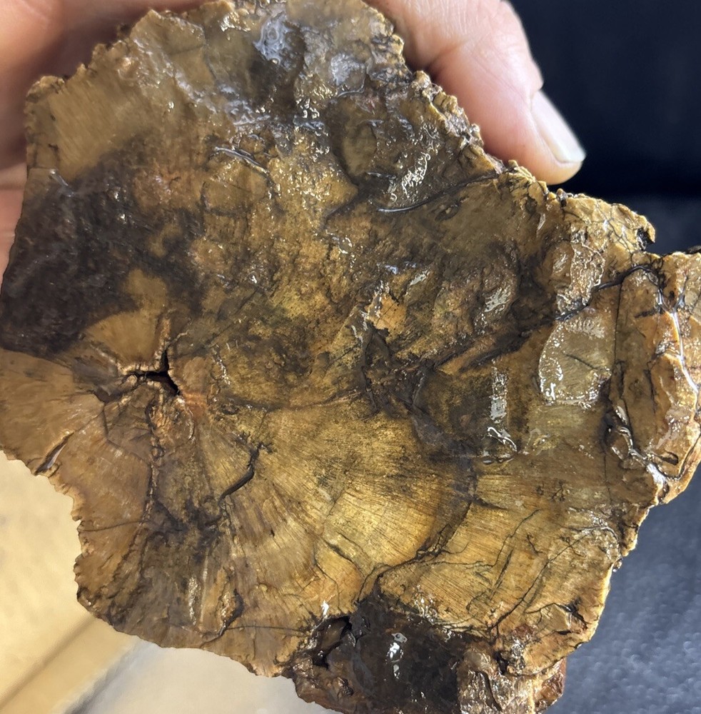 petrified wood Full Round