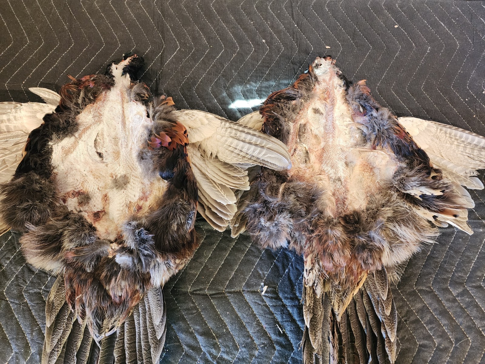 2 Ring Necked Pheasant Pelt Feathers Fly Fishing Material Dog Training Crafts