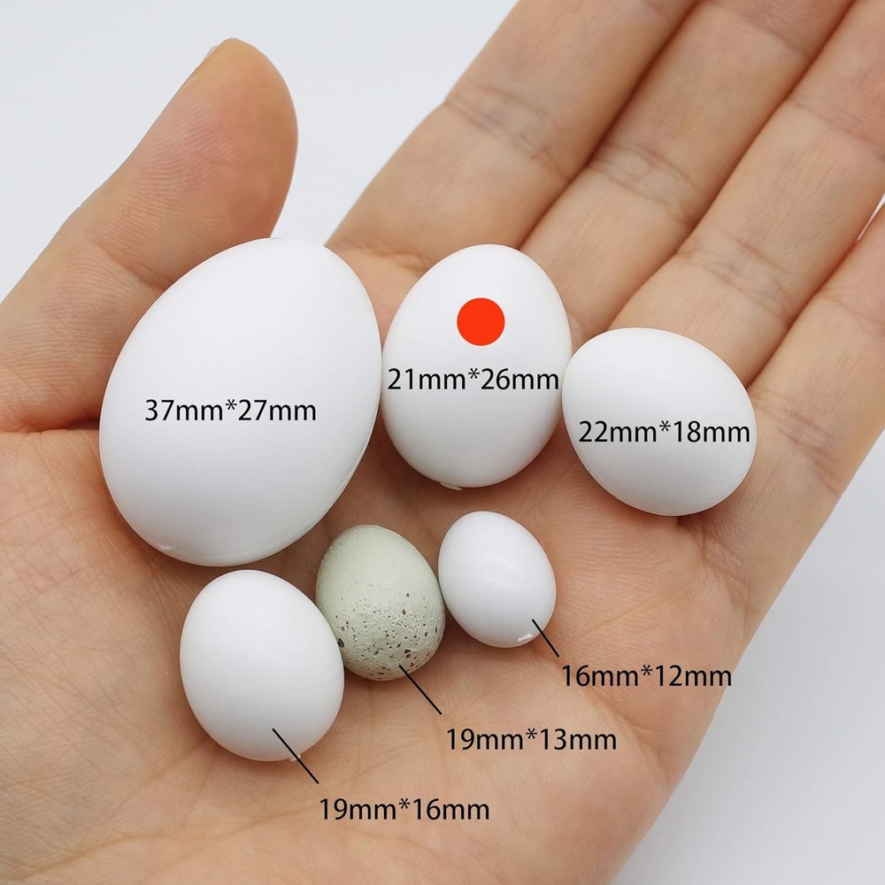 FOIBURELY 4 Pcs Solid Parrot Plastic Eggs Hatching Eggs Green Cheek, Lorikeet&Ri