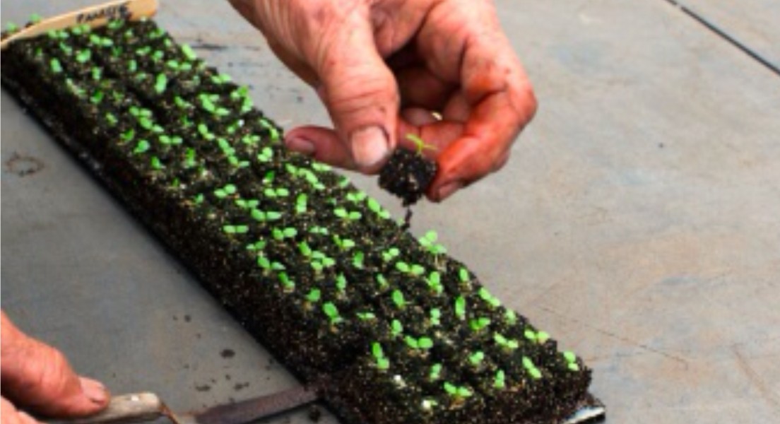 Ladbrooke Cubic Inserts, Set of 4. Authorized Reseller.