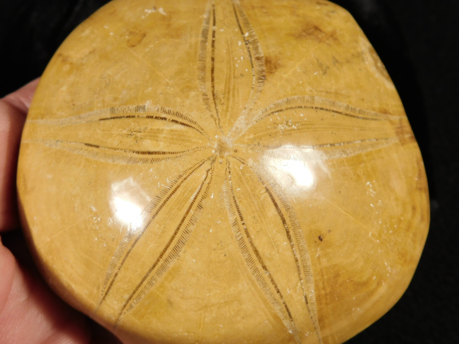 Big! Polished 150 Million Year Old! SAND DOLLAR Fossil Madagascar 197gr