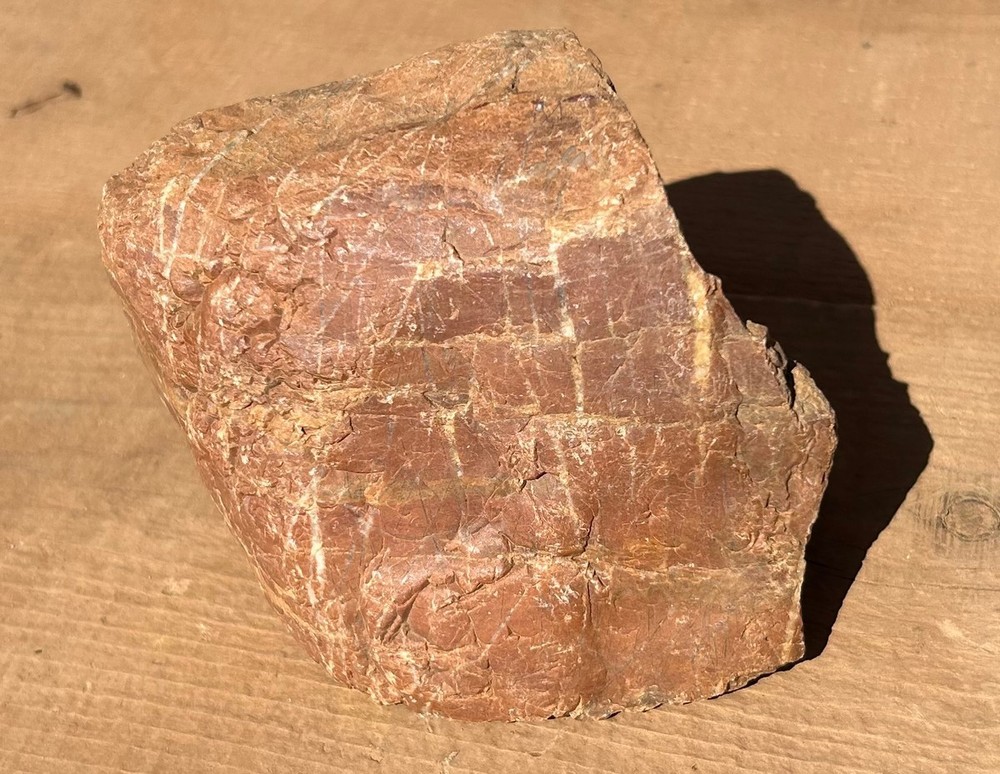 Petrified Wood Raw Specimen