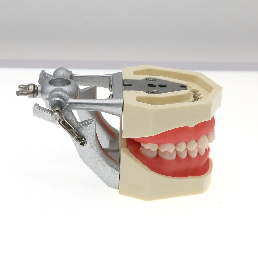 Dental Teeth Model Kit w/ Replaceable Teeth, Implant, Brackets, Mounting Pole