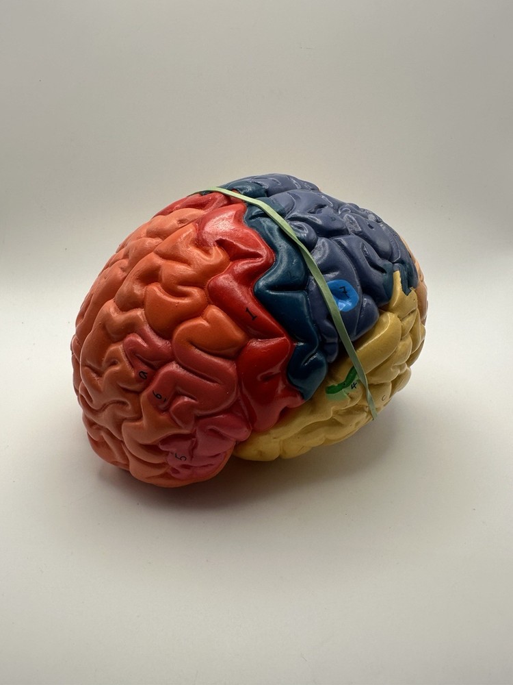 Human Brain Model Anatomy Teaching Brain Model 3 Part No Stand