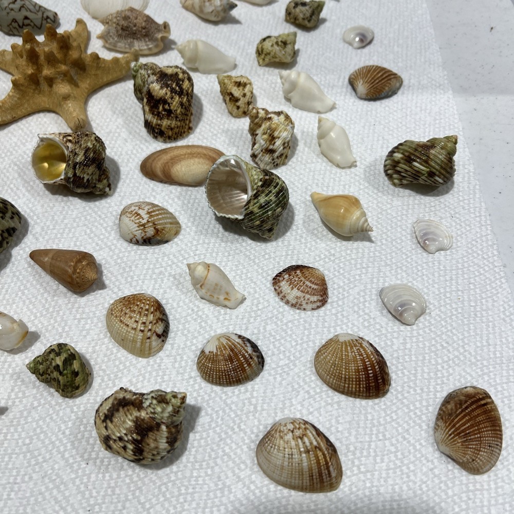 Sea Shells Assorted B1 80 Pieces