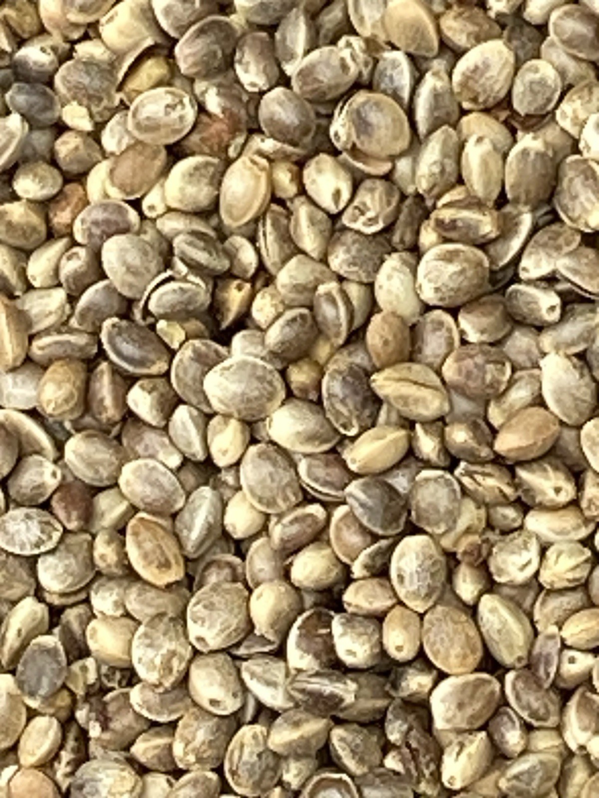 Hemp Seed - For Birds -All Natural Ingredients (4 LB)