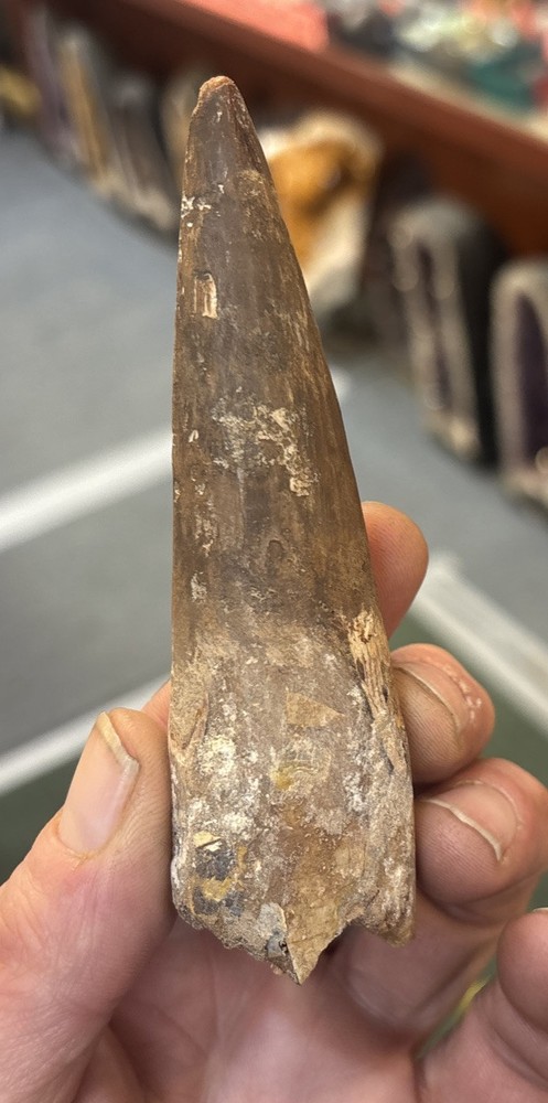Authentic 4 3/8” Spinosaurus Tooth Fossil