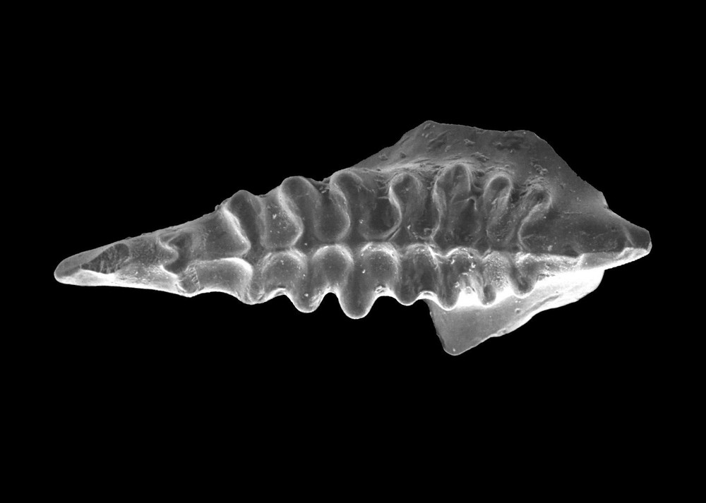 Devonian Kothman Ranch Limestone Conodont shark fish microfossil matrix slide x1