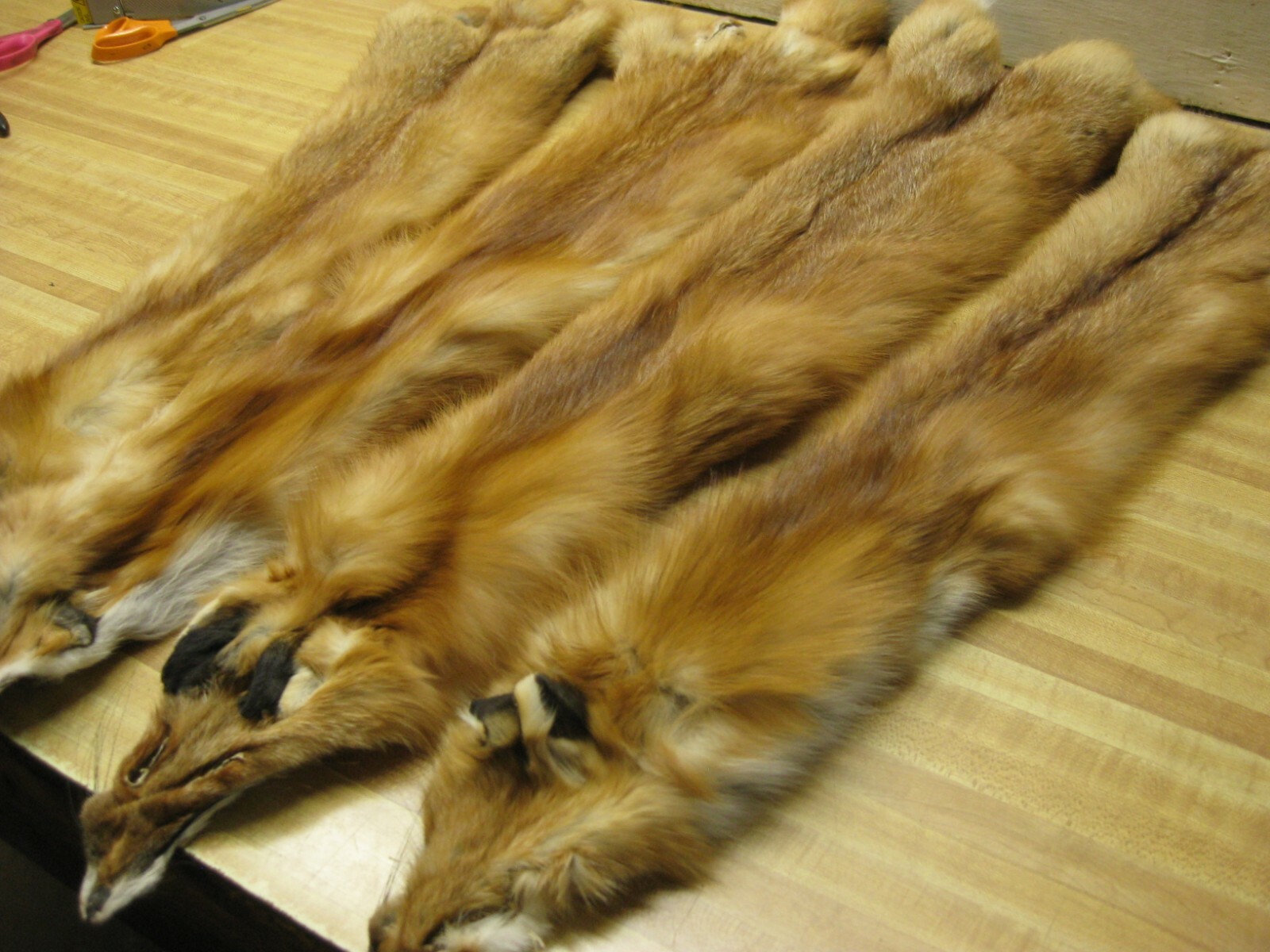 WEEKLY " SPECIAL " RED FOX  XLG INVENTORY REDUCTION NO TAIL REDUCED ( BROWN TAG