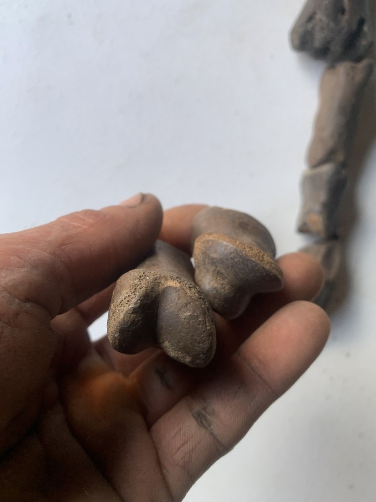 Fossilized Bison Bones