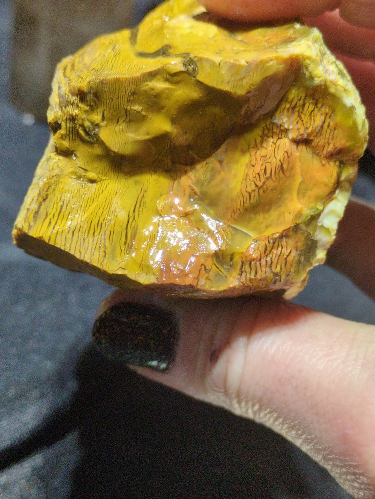 Opalized Wood Unique Banding Specimen Natural Form (10oz)