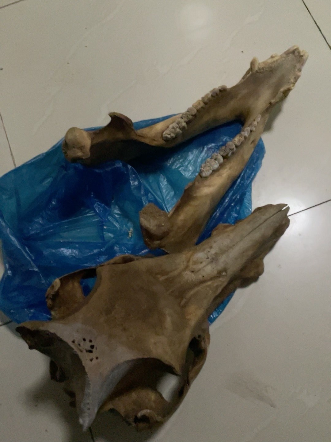 Early Exquisite Bone Fossils - Ancient Fossil Specimens