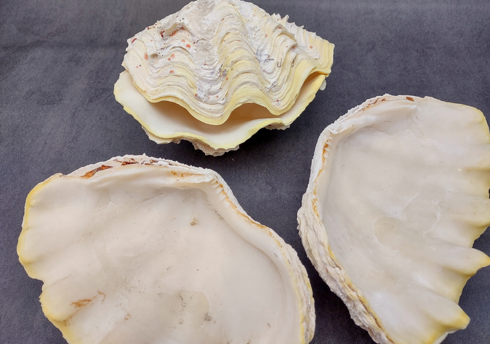 Large Derasa Clam Seashell White Tridacna Derasa (1 shell approx. 7+ inches)