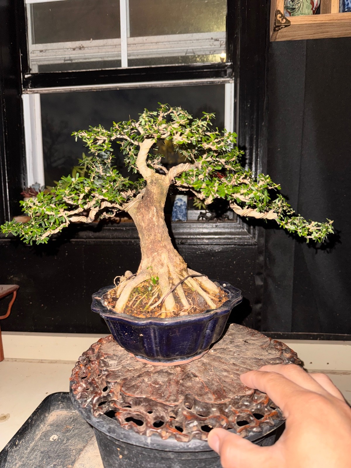 Desmodium, Vietnamese Blue Bell. Flowers Bonsai, Fragrant.