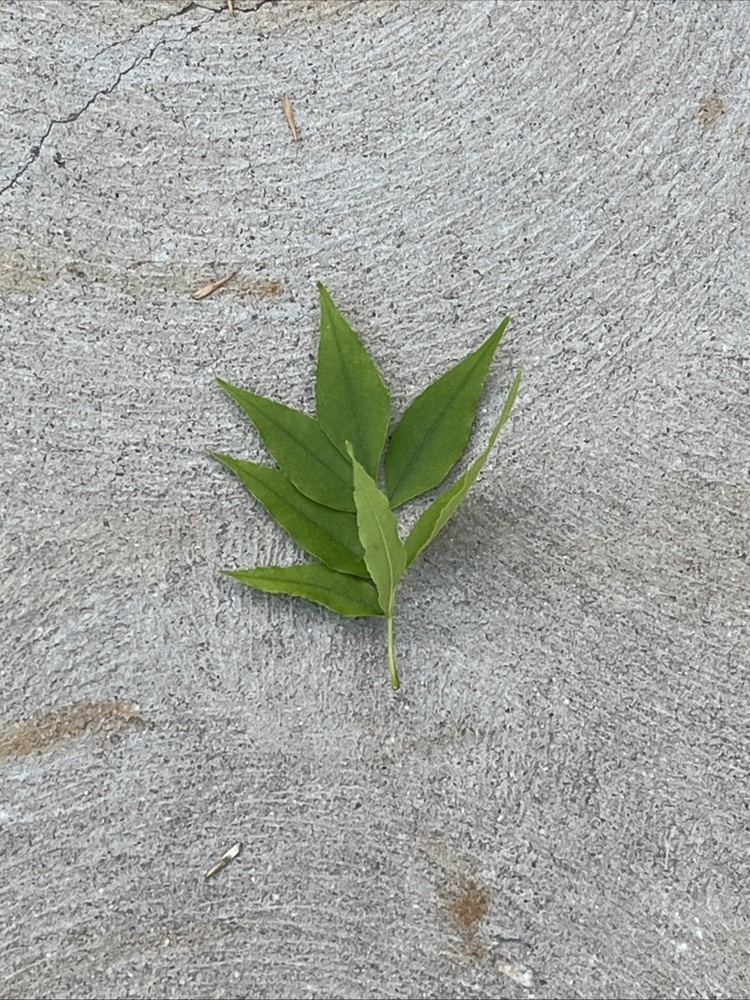 Leaf