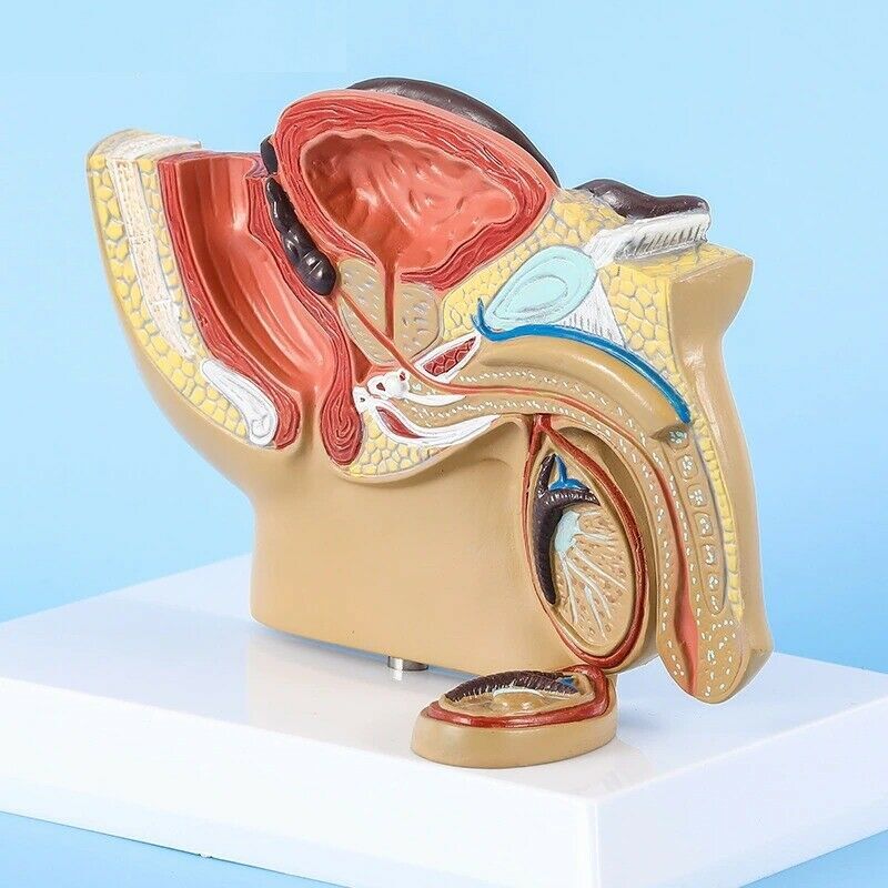 Male Pelvis Anatomy Model Testis Prostate Urinary System Teaching Educational