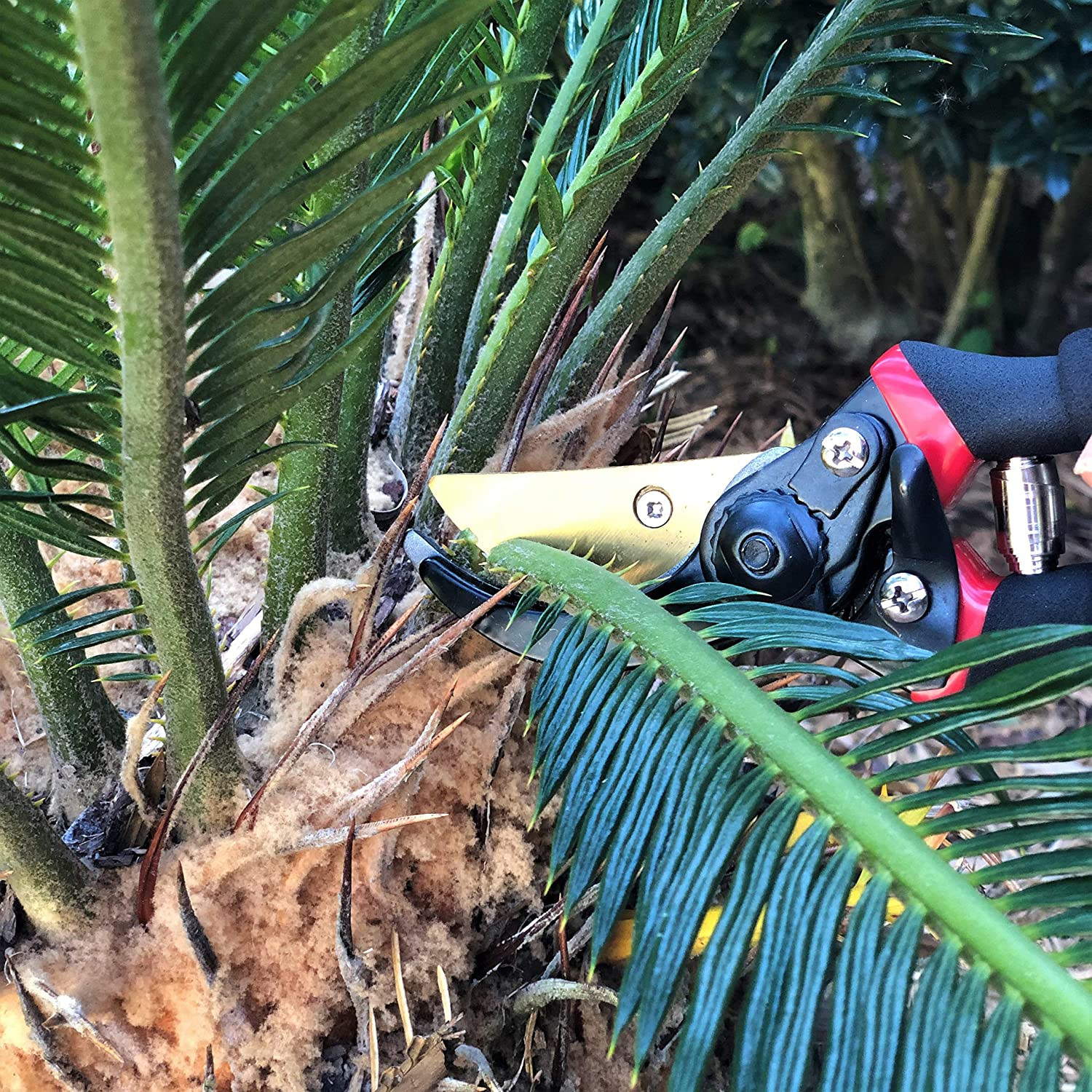 - Pruning Shears Garden Shears 8 Professional Titanium Blade Garden