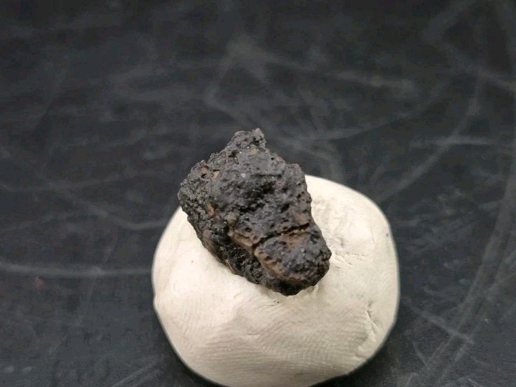 Fossil Dinosaur Permineralized Tooth T-rex 🦖