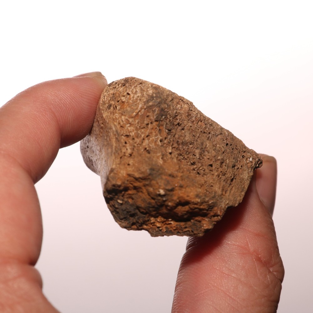 Dinosaur Bone Fossil - Hell Creek Formation - Cretaceous