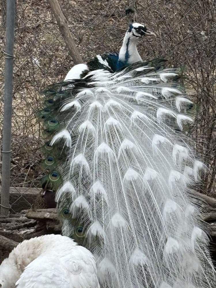 4 Peacock Peafowl Hatching Eggs, PRESALE