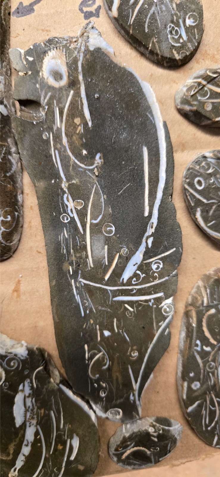 Purisma Formation Fossil Limestone, Cabochon Slabs Preforms 13 Pcs, Flat 135