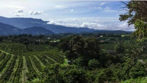 2, 5, 10 LB PANAMA BOQUETE ROASTED COFFEE BEANS WHOLE BEAN Or GROUND - ARABICA