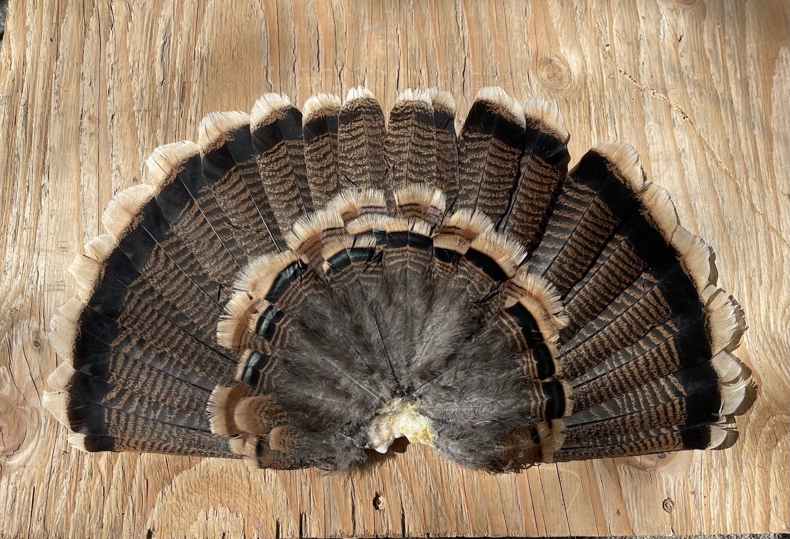 Rio Grande Wild Turkey Hen Tail Fan Decoy Display Arts & Crafts Taxidermy