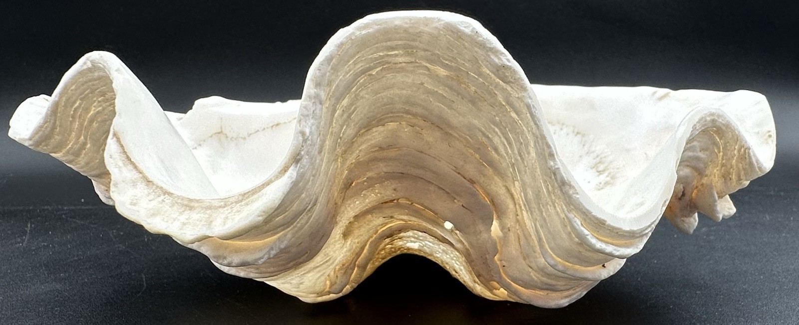 Giant Clam Sea Shell Tridacna Gigas 8 by 5 1/4 Inch Scalloped Natural 610 Grams