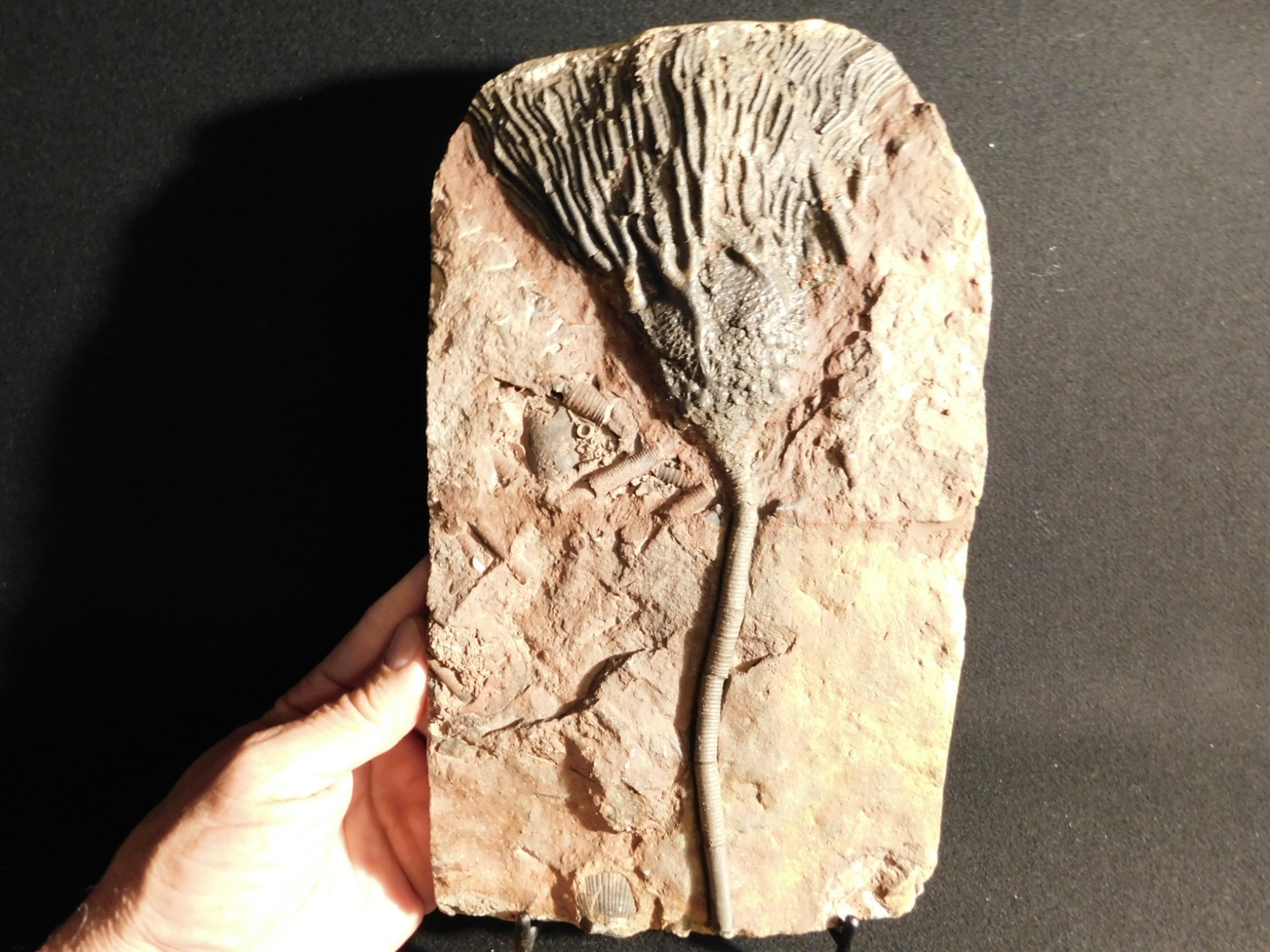 Big! 430 Million Year Old! CRINOID Fossil or Sea LILY Fossil Morocco 1686gr