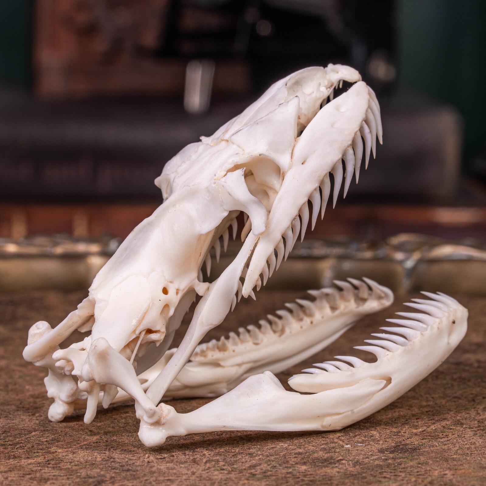 Real Python skull, 10 cm snake skeleton, snake taxidermy bone, boa anaconda