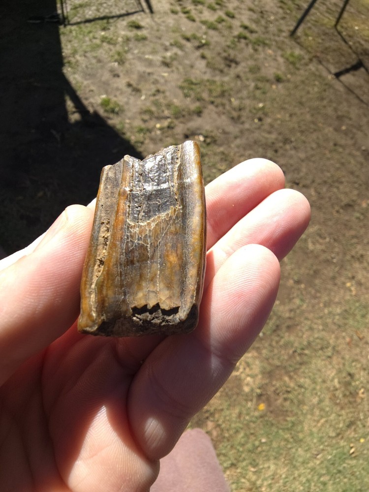 Horse Molar Tooth Fossil